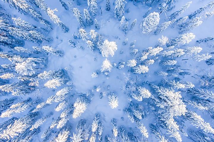 aerial view of pine trees covered with snow